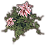 Plant, Star Blossom