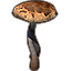 Mushroom, Giant Tanglestalk
