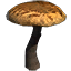 Mushroom, Large Baldcap