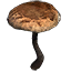 Mushroom, Medium Baldcap