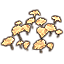 Mushrooms, Ambershine Cluster