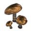 Auridon Mushrooms, Cluster
