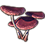 Mushrooms, Gilled Dusk Cluster