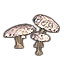 Mushrooms, Puspocket Cluster
