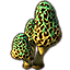 Mushrooms, Tall Green Morel Cluster