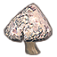 Mushroom, Large Puspocket
