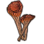 Mushrooms, Funnel Cap Cluster