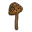 Mushroom, Spongecap Button