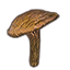 Mushroom, Young Milkcap