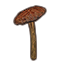 Mushroom, Young Netch Shield