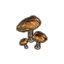Mushrooms, Volcanic Cluster