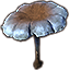 Mushroom, Tufted Cap