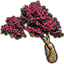 Sapling, Magenta Summertide