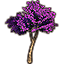 Sapling, Violet Leaning Summertide