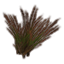Plant, Redtop Grass