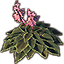 Fuchsia Hosta