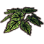 Plant, Emerald Heart Begonia